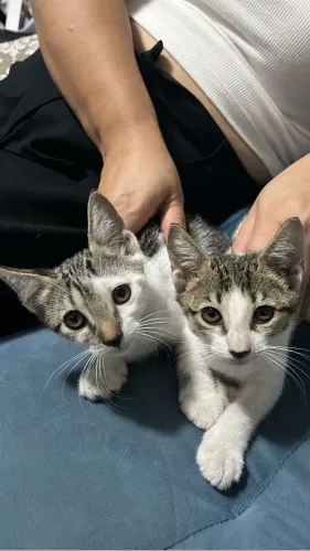 Gatos para doação