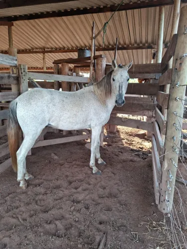 Vendo cavalo manso