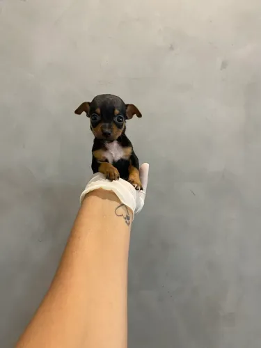Pinscher (macho) 
