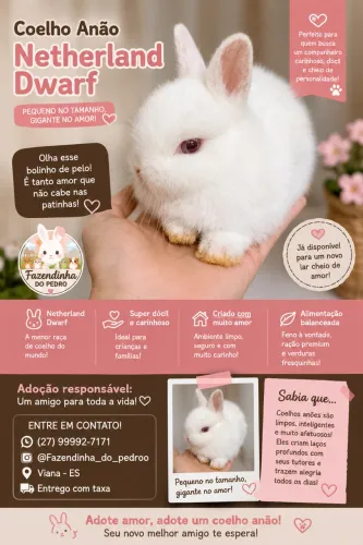 Netherland Dwarf coelho anão