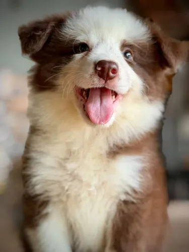 BORDER collie bahiano perfeitos