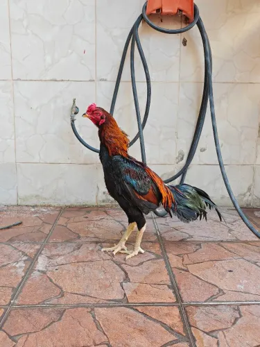 Frango Tailandês Canela Verde