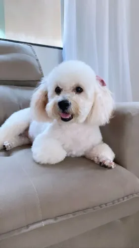 NOVA FAMÍLIA PARA LILI