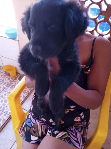 Filhote para doação