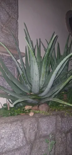 Vendo folha de babosa aloe vera orgânica