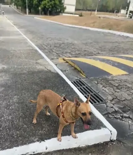 Adoção responsável