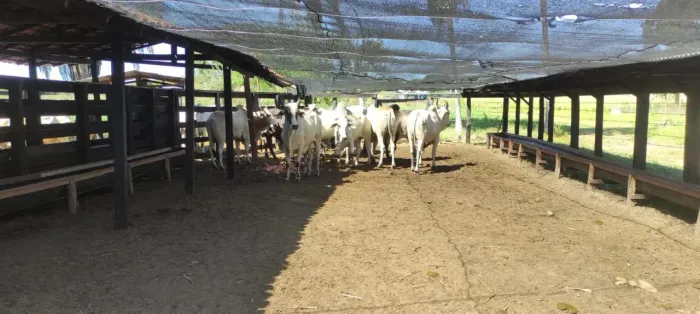 Vende-se Fazenda em Itapecuru Mirim - MA