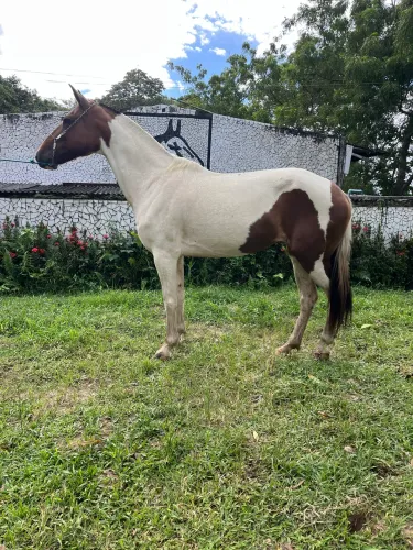 ÉGUA PAMPA LINDA E TOP DE MARCHA PICADA