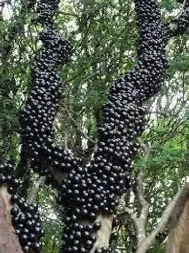  mudas de jabuticaba hibridas produz o ano todo 2 metros
