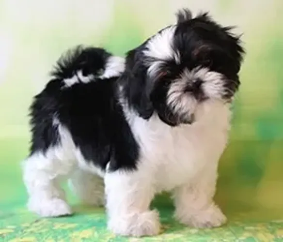 Shih-Tzu Fêmea Beige: Um Amigo Fiel Que Vai Iluminar Seu Lar!