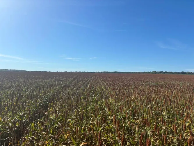 Faz 185 Alq plantando 400 hec
