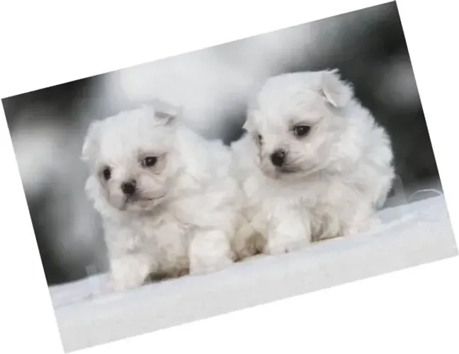 Maltês Babys Pequenos com Pedigree e Excelente Genética