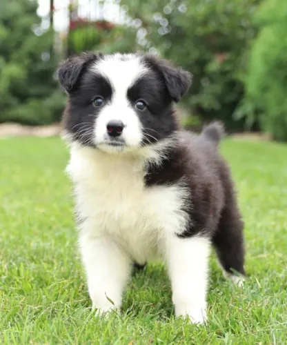  Border Collie Energia e companheirismo
