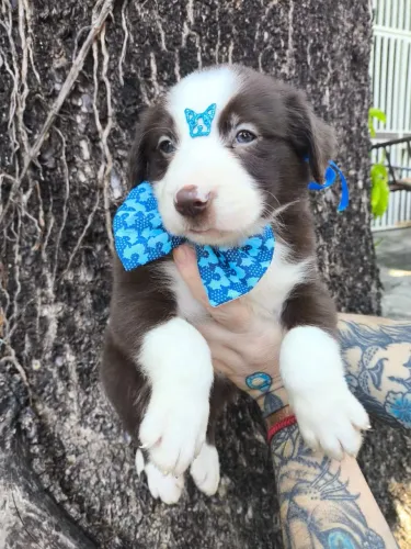 Border Collie várias cores