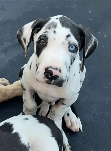 Dog alemão Arlequins e blues excelente padrão