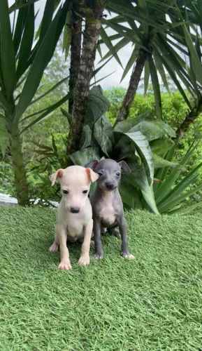 Galgo Italiano disponivel filhote 491