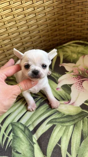 Chihuahua a elegância em miniatura 