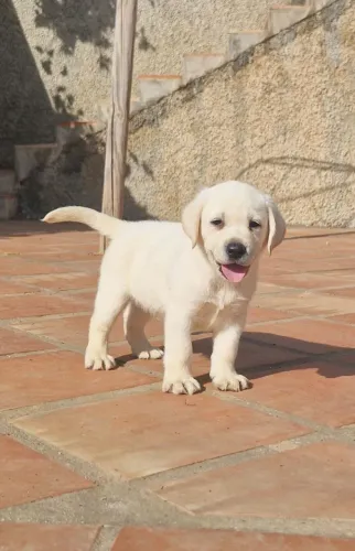 Filhotes de labrador carinhoso e afetuoso 