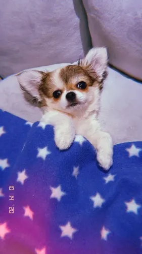 Chihuahua - Entrega em 4 dias