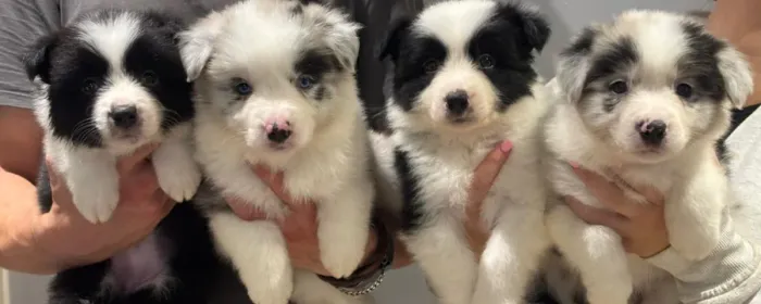 Border Collie preto e branco super dócil