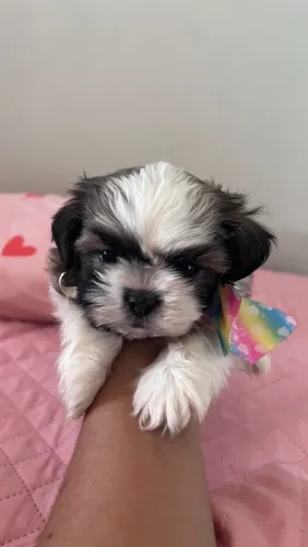 Filhote de shihtzu