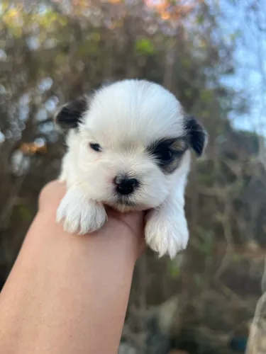 Filhotes de Shihtzu Reserva 