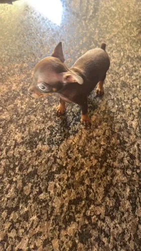 Pinscher ZERO! Com Pedigree.