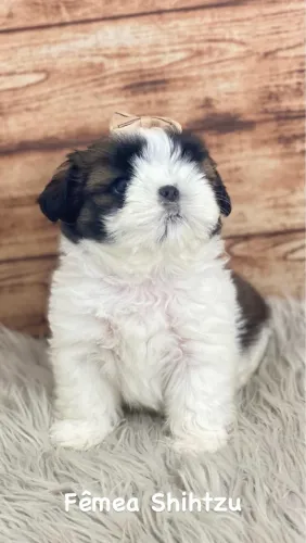 Shihtzu miniaturas