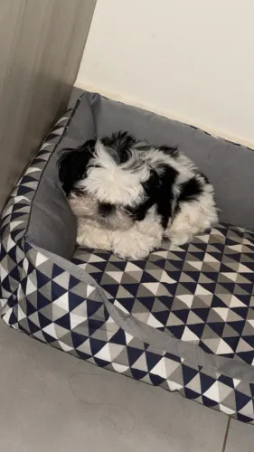 Vendo um Shih Tzu macho