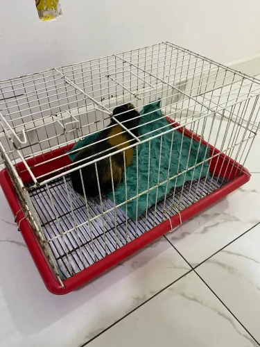 Vendo porquinho da índia com gaiola