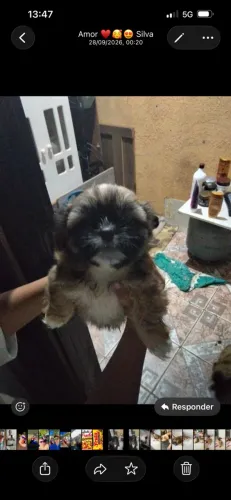 Lindo Shih tzu mini com pedigree 