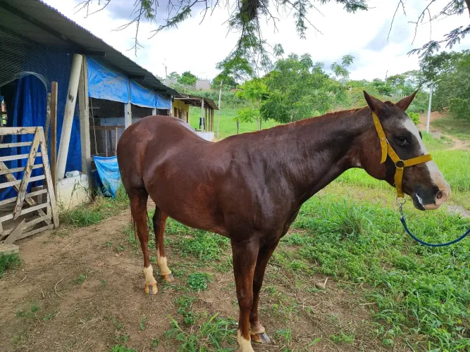 Cavalo de vaquejada (égua) leia todo o anúncio.