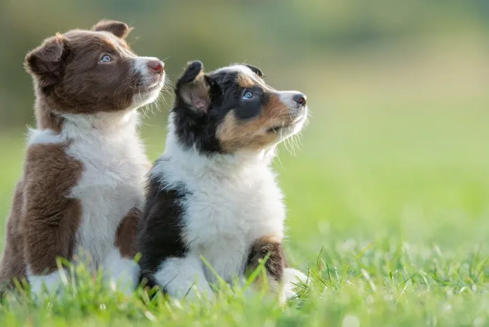 Doa_ se filhotes de bodder cooler filhote, informação *. Não resp chat