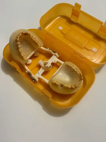 Manequim Odontológico