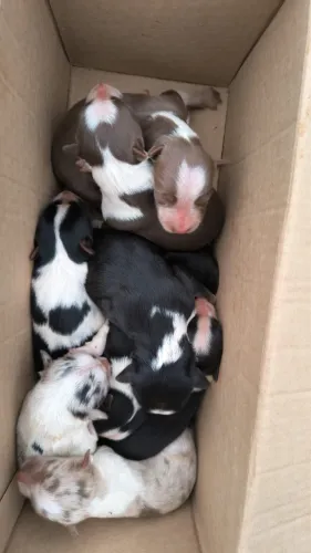 Filhotes Puros Border Collie