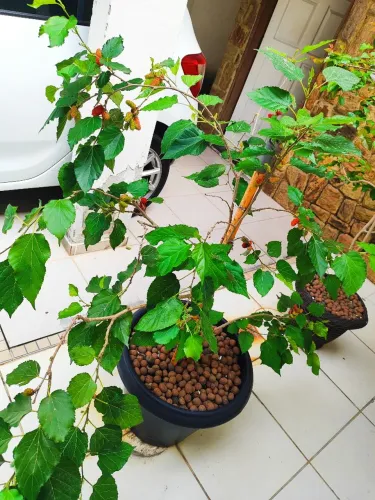 Amoreira Enxertada 4 Anos No Vaso Grande 55l - Já Dando Frutos