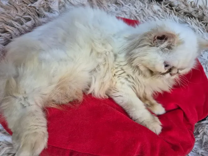 Gato persa macho