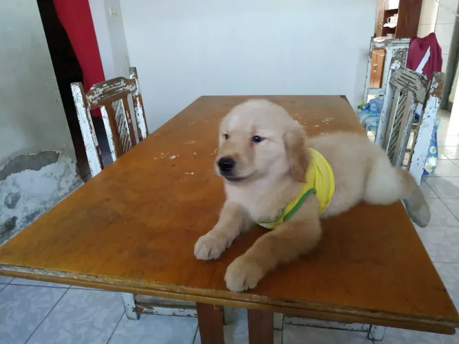 Um filhote de golden retriever para venda