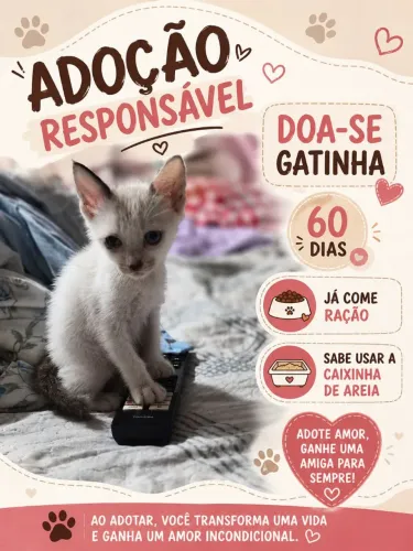 Doa-se lindos gatinhos