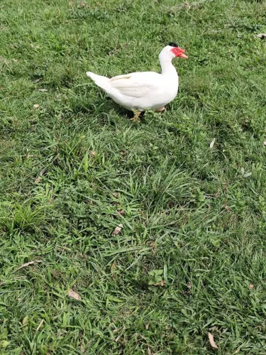 Pato grande