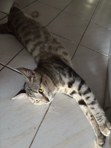 Doação de gato
