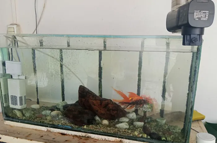 Aquário 50L Completo com 3 Kinguios + Filtro + Alimentador Automático Bluetooth