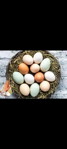 Ovos