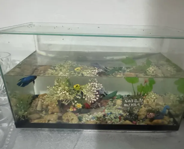 Aquario