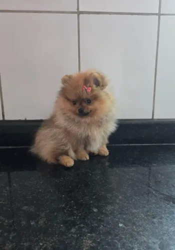 Spitz alemão fêmea