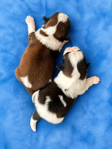 SHIH TZU COM PEDIGREE EM ATÉ 10 VEZES