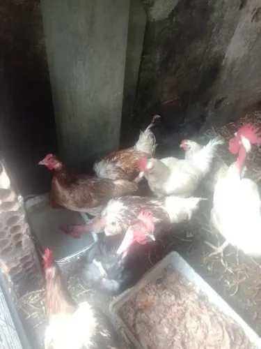Galos e galinhas 