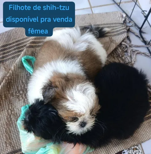 Filhote de shih-tzu