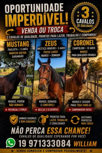 Venda cavalos