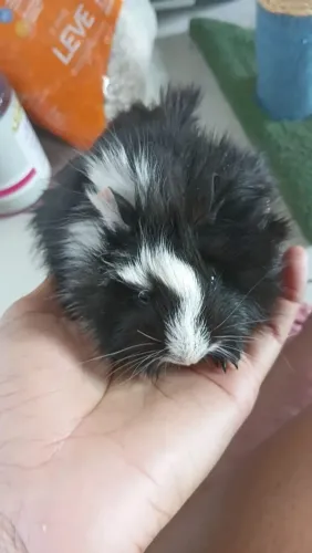 Porquinho da india